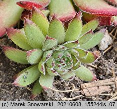 Sempervivum Faraon