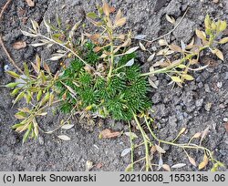 Draba aizoides (głodek mrzygłód)