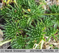 Draba aizoides (głodek mrzygłód)