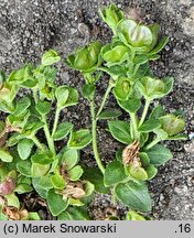 Veronica repens (przetacznik rozłogowy)