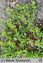 Veronica repens (przetacznik rozłogowy)