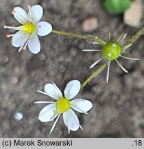 Saxifraga cuneifolia (skalnica klinolistna)