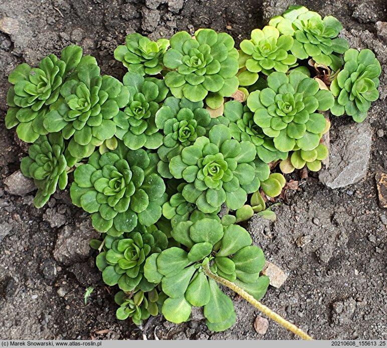 Saxifraga cuneifolia (skalnica klinolistna)