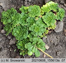 Saxifraga cuneifolia (skalnica klinolistna)