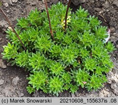 Saxifraga ×arendsii Peter Pan