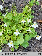 Cymbalaria pallida (cymbalaria blada)