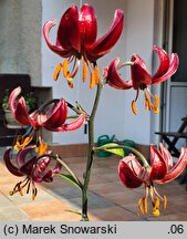 Lilium martagon Claude Shride