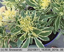 Phedimus takesimensis Atlantis