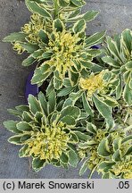 Phedimus takesimensis Atlantis