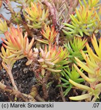 Petrosedum rupestre Aureum