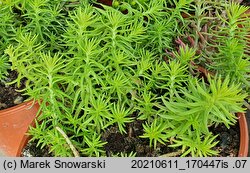 Petrosedum rupestre Angelina