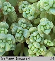 Sedum dasyphyllum (rozchodnik brodawkowaty)