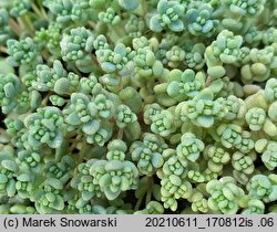 Sedum dasyphyllum (rozchodnik brodawkowaty)