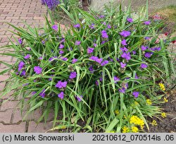 Tradescantia ×andersoniana (trzykrotka wirginijska)