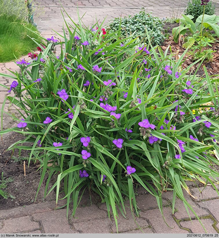 Tradescantia ×andersoniana (trzykrotka wirginijska)