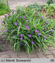 Tradescantia ×andersoniana (trzykrotka wirginijska)