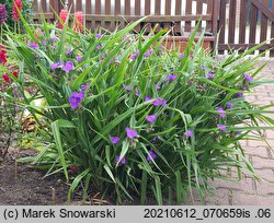 Tradescantia ×andersoniana (trzykrotka wirginijska)