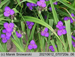 Tradescantia ×andersoniana (trzykrotka wirginijska)