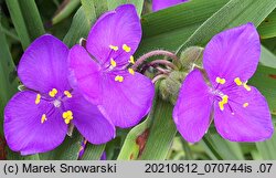 Tradescantia ×andersoniana (trzykrotka wirginijska)