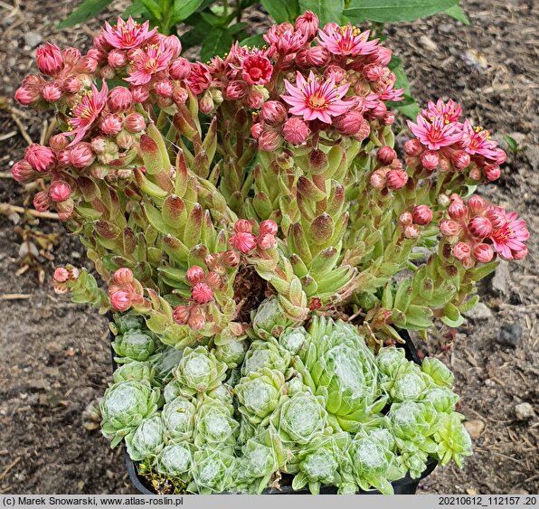 Sempervivum arachnoideum (rojnik pajęczynowaty)