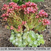 Sempervivum arachnoideum (rojnik pajęczynowaty)