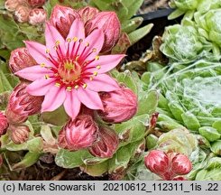 Sempervivum arachnoideum (rojnik pajęczynowaty)