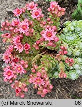 Sempervivum arachnoideum (rojnik pajęczynowaty)