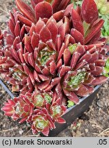 Sempervivum Red Papaver