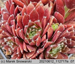 Sempervivum Red Papaver