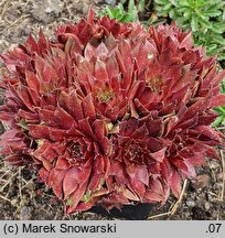 Sempervivum Rubin