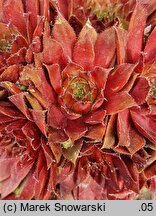 Sempervivum Rubin