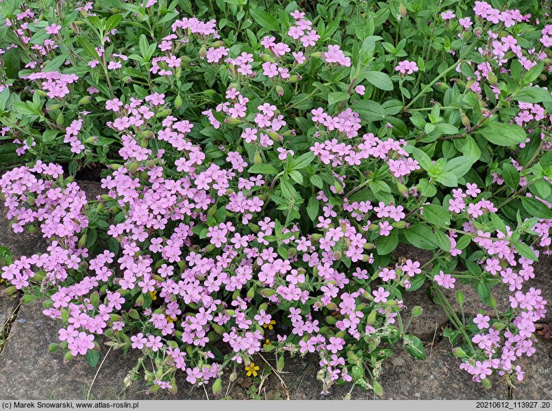 Saponaria ocymoides (mydlnica bazyliowata)