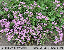 Saponaria ocymoides (mydlnica bazyliowata)