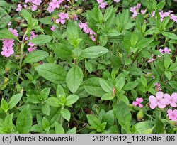 Saponaria ocymoides (mydlnica bazyliowata)