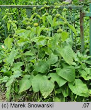 Phlomis russeliana (żeleźniak żółty)