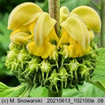 Phlomis russeliana (żeleźniak żółty)