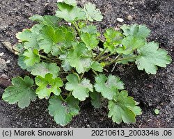 Heuchera pulchella (żurawka nadobna)