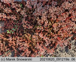 Sedum album (rozchodnik biały)