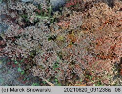 Sedum album (rozchodnik biały)