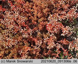 Sedum album (rozchodnik biały)