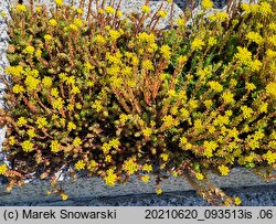 Petrosedum rupestre (rozchodnik ościsty)