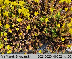 Petrosedum rupestre (rozchodnik ościsty)