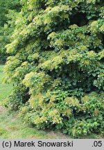 Hydrangea petiolaris (hortensja pnąca)