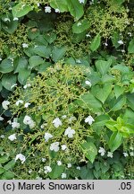 Hydrangea petiolaris (hortensja pnąca)