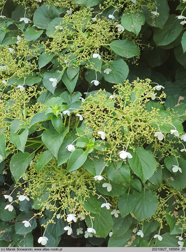 Hydrangea petiolaris (hortensja pnąca)