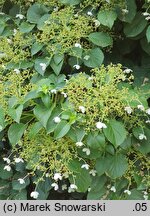 Hydrangea petiolaris (hortensja pnąca)