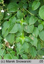 Hydrangea petiolaris (hortensja pnąca)