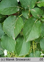 Hydrangea petiolaris (hortensja pnąca)