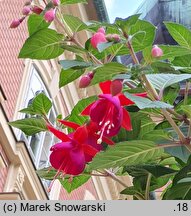 Fuchsia (fuksja)