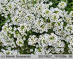 Lobularia maritima (lobularia nadmorska)